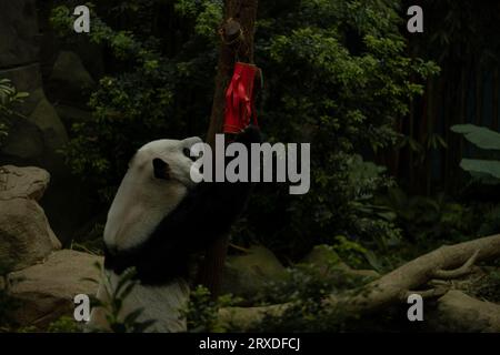 Image rapprochée de panda grimpant à l'arbre pour la feuille de bambou dans la base de recherche de Chengdu de l'élevage de panda géant, Sichuan, Chine. La vie des personnes en danger Banque D'Images