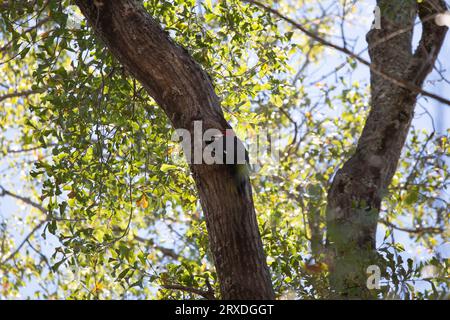 Pic à pileé (Dryocopus pileatus) se nourrissant dans un trou d'arbre Banque D'Images