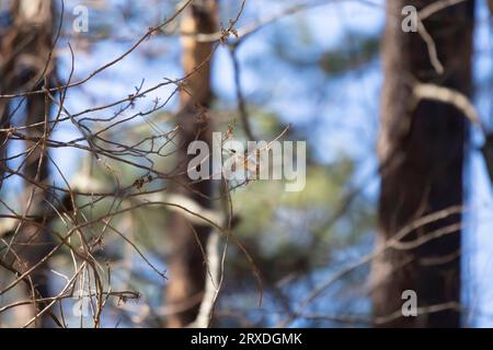 Roi couronné Ruby (Regulus calendula) sur le point de prendre son envol d'une petite branche Banque D'Images