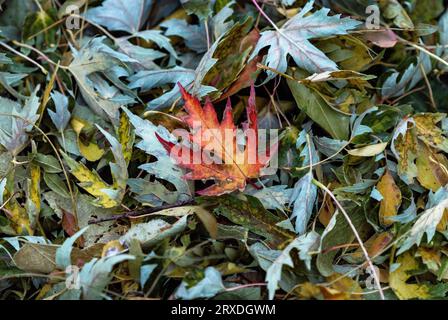 La coloration d'une feuille d'érable rouge se distingue parmi un tas de feuilles tombées pendant la saison d'automne. Banque D'Images