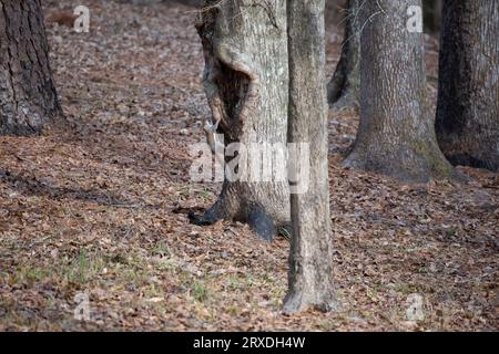 L'écureuil gris de l'est (Sciurus carolinensis) gelé lorsqu'il grimpe sur un tronc d'arbre Banque D'Images