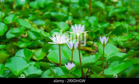 Fleur de lotus blanc dans l'étang (Nelumbo nucifera) Banque D'Images