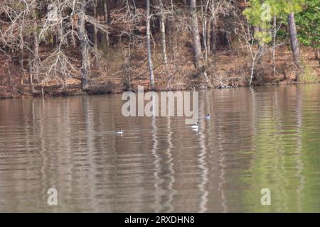 Trois canards à tête de buffle (Bucephala albeola), un drake et deux poules, nageant Banque D'Images