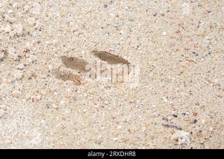 Paire de cerfs de Virginie (Odocoileus virginianus) traces dans le sable Banque D'Images