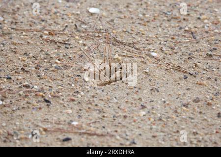 Le cerf de Virginie (Odocoileus virginianus) trace dans le sable Banque D'Images