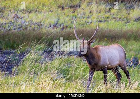 Bull Elks dans le parc national des montagnes Rocheuses, Colorado Banque D'Images