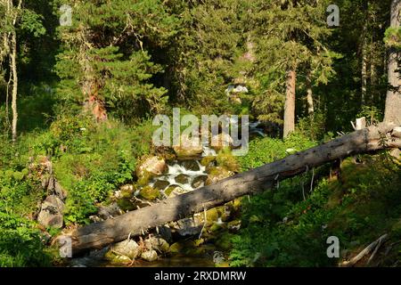 Une vue d'en haut sur le lit d'un ruisseau orageux avec des pierres et des arbres tombés à l'ombre du soleil couchant couchant à travers la forêt de conifères sur Banque D'Images