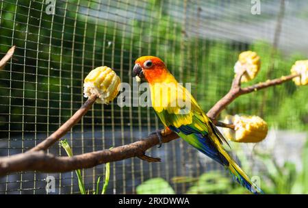 Le conure solaire (Aratinga solstitialis), également connu sous le nom de perroquet solaire mangeant du maïs de l'arbre à Kuala Lumpur Banque D'Images