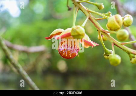 Fleur de Couroupita guianensis ou bouleau à canon en Malaisie Banque D'Images