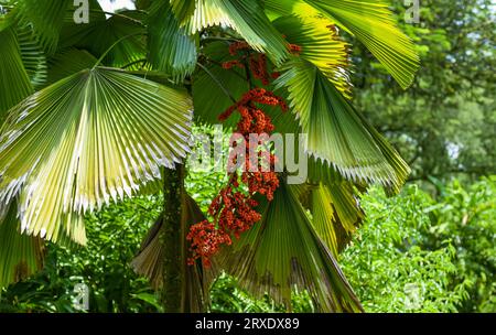 Fruits de Licuala grandis ou palmier fan de Vanuatu ou palmier fan à volants ou palmier Palas poussant en Malaisie, Kuala Lumpur Banque D'Images