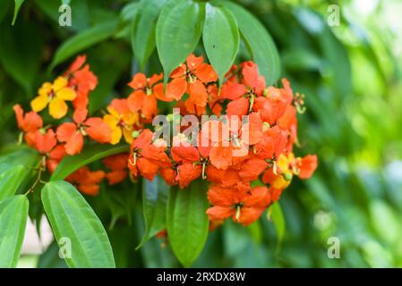 Bunga Phanera Kokiana ou bauhinia kockiana growingin Malaysia Banque D'Images