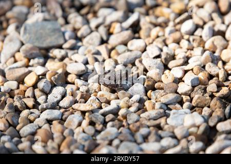 Petite grenouille grillon de Blanchard (Acris blanchardi) sur des rochers Banque D'Images