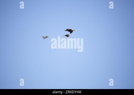 Quatre cormorans juvéniles à double crête (Phalacrocorax auritus) volant du coin supérieur gauche vers le côté droit avec un fond bleu vide Banque D'Images