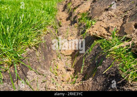 Un fossé creusé dans la pelouse pour la pose de tuyaux et l'installation d'irrigation. Sol sous pelouse verte et système de racines d'herbe Banque D'Images