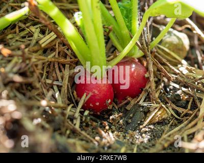 Deux radis rouges avec des sommets verts étant tirés de la saleté dans le lit de jardin potager Banque D'Images