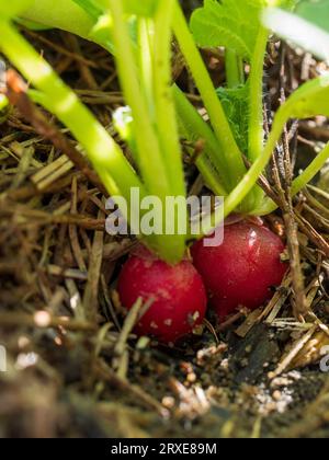 Deux radis rouges avec des sommets verts étant tirés de la saleté dans le lit de jardin potager Banque D'Images