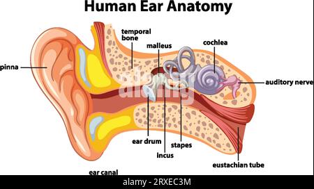 Un diagramme détaillé illustrant l'anatomie de l'oreille humaine Illustration de Vecteur