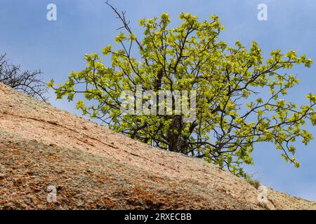 Arbre vert poussant au sommet d'une falaise de pierre de granit dans le Texas Hill Country. Enchanted Rock State Park, Texas Banque D'Images