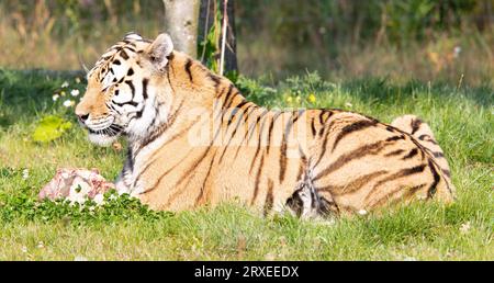 Tigre d'Amour dans l'herbe, manger - foyer sélectif Banque D'Images