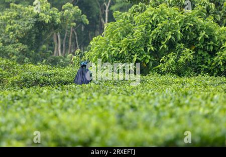 Travailleuse du thé cueillant des feuilles de thé dans la plantation de thé. Cette photo a été prise de Chittagong, Bangladesh. Banque D'Images