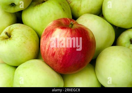 Les pommes fraîchement cueillies Banque D'Images