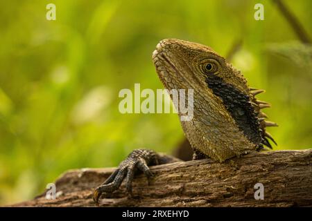 Water Dragon - qui cherchez-vous? Banque D'Images