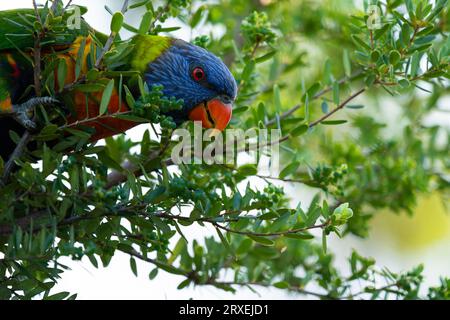 Rainbow Lorikeet petit déjeuner matinal dans le Bush australien Banque D'Images