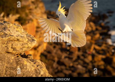 Atterrissage chaud d'oiseau de Cockatoo Banque D'Images