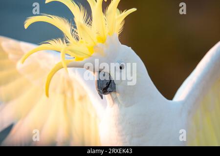 Cockatoo Bird avec attitude Banque D'Images