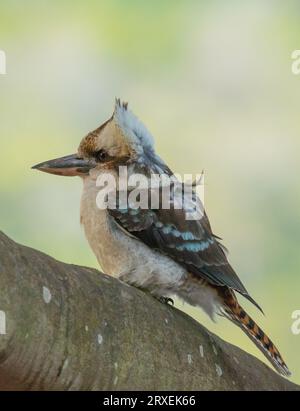 Kookaburra riant avec le vent sur un mur en Australie Banque D'Images