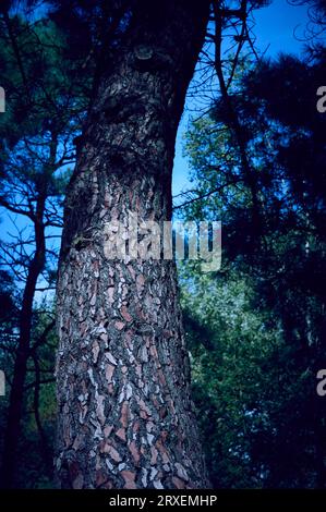 Arbre dans les bois au clair de lune Banque D'Images