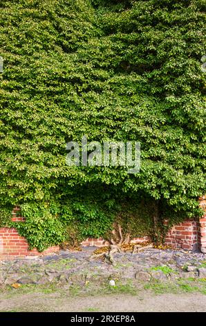 Une plante de lierre entwines sur un vieux mur de briques. Banque D'Images