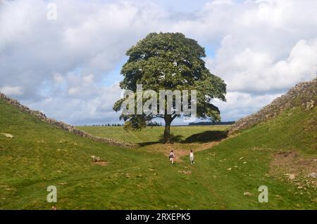 Le Sycamore Gap Tree ou Robin des Bois Tree sur le chemin du mur d'Hadrien par Crag Lough près d'une fois brassée dans le parc national de Northumberland, Angleterre, Royaume-Uni. Banque D'Images
