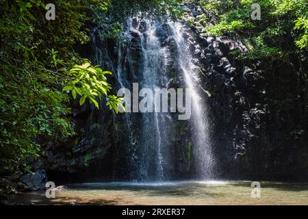 Ellinjaa Falls sur le « circuit des chutes d'eau » près de Millaa Millaa, Atherton Tablelands, Queensland, Australie Banque D'Images