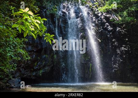 Ellinjaa Falls sur le « circuit des chutes d'eau » près de Millaa Millaa, Atherton Tablelands, Queensland, Australie Banque D'Images