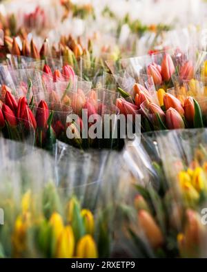 Rangées de paquets de tulipes aux couleurs vives. Banque D'Images