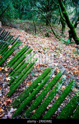 Mousse recouverte de vieille clôture en bois. Banque D'Images