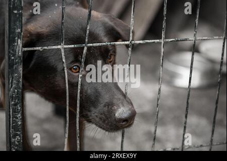 Chien sans abri derrière les barreaux dans un refuge. Chien dans un refuge pour animaux en attente d'adoption. Portrait de chien sans abri dans une cage d'abri pour animaux. Banque D'Images