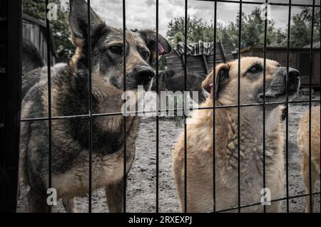 Des chiens sans abri derrière les barreaux dans un refuge. Chiens en refuge pour animaux en attente d'adoption. Portrait de chiens sans abri dans une cage d'abri pour animaux. Banque D'Images