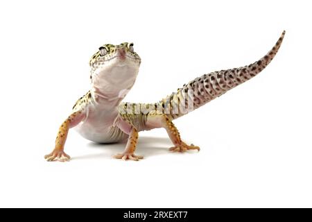 Lézard léopard gecko isolé sur eublepharis macularius blanc Banque D'Images