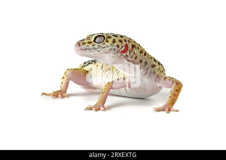 Lézard léopard gecko isolé sur eublepharis macularius blanc Banque D'Images