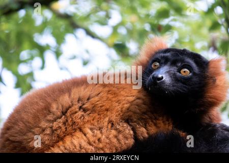 Pays-Bas, Amsterdam le 2022-09-22. Photographie animalière au zoo Artis à Amsterdam. Photographie de Martin Bertrand. Pays-Bas, Amsterdam le 2022-09-22. Banque D'Images