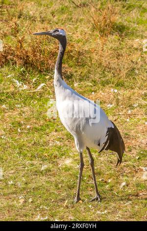 Grue à couronne rouge (Grus japonensis), aussi appelée grue mandchourie ou grue japonaise dans le parc zoologique de la haute touche - Indre (36), France. Banque D'Images