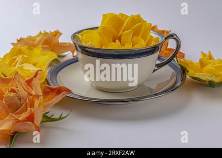 tasse avec rose jaune dans des pétales jaunes. Photo de haute qualité Banque D'Images