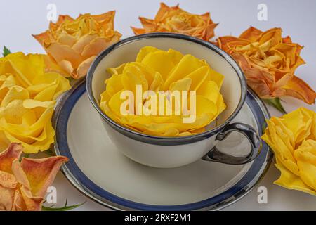 tasse avec rose jaune dans les pétales jaunes vue de dessus, concept romantique du matin. Photo de haute qualité Banque D'Images