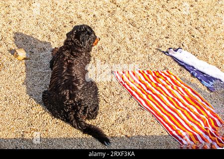 shaggy Black Bernese Mountain Dog se trouve sur le sable de la plage à côté de la literie vide de son propriétaire. Vacances en famille avec animaux de compagnie Banque D'Images