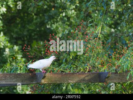 Un pigeon presque entièrement blanc inhabituel sur un gazebo en bois avec de jolis rose rouge en arrière-plan Banque D'Images