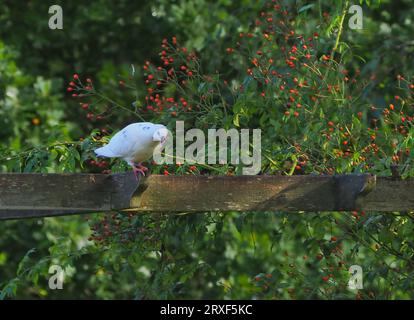 Un pigeon presque entièrement blanc inhabituel sur un gazebo en bois avec de jolis rose rouge en arrière-plan Banque D'Images