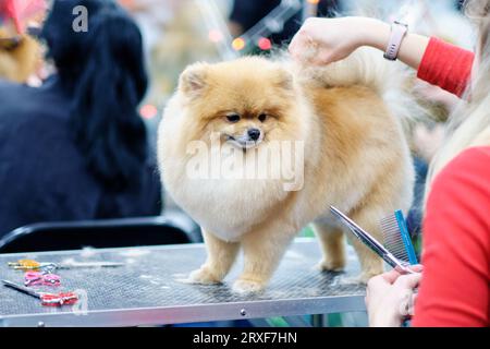 Un chien pomeranian pendant le toilettage dans un salon de soins aux animaux. Banque D'Images