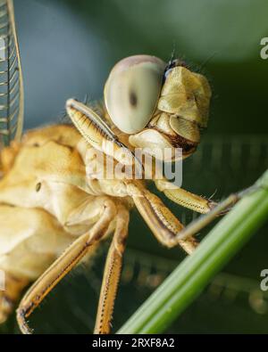 Macro Dragon Fly Extreme Banque D'Images